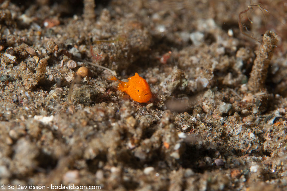 BD-151226-Dauin-0485-Antennarius-randalli.-Allen.-1970-[Randall's-frogfish].jpg